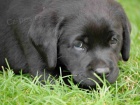 �t���tka labradorsk�ho retr�vra s PP - �ern� fenky