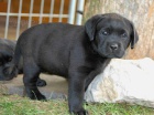 �t���tka labradorsk�ho retr�vra s PP - �ern� fenky