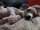 whippet - �t�n� 