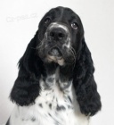 Anglick� �pringr�pan�l - pejsek PP