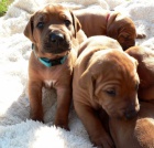 �t���tka Rhod�sk�ho ridgebacka