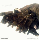 Boxer ��h. �t��. s PP Impressia-Box