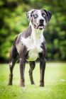 Catahoula Louisinsk Leopard Pes s PP