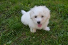 �t�n� Coton de Tulear