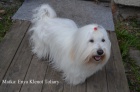 �t�n� Coton de Tulear