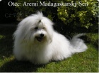 �t�n� Coton de Tulear
