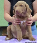 Chesapeake bay retriver s PP(podob.hn.labradorovi)