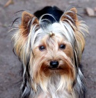 �t��ata jork��rsk�ho teri�ra