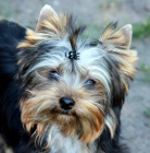 �t��ata jork��rsk�ho teri�ra