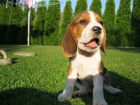 b�gl beagle �t��ata