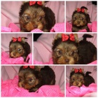 barevn� jork��rkov�