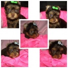 barevn� jork��rkov�