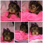 barevn� jork��rkov�