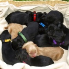 �pi�kov� �t��ata hovawart