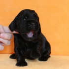 Anglick� kokr�pan�l s PP