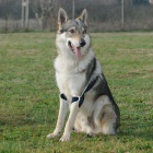 Ort�zy a kr�n� l�mce pro psy a ko�ky BALTO