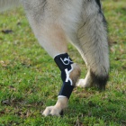 Ort�zy a kr�n� l�mce pro psy a ko�ky BALTO