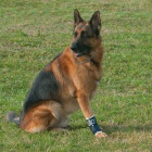 Ort�zy a kr�n� l�mce pro psy a ko�ky BALTO