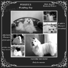 Malt�zsk� ps�k s PP