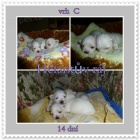 Malt�zsk� ps�k s PP