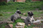 Kangal (registrovan anatolsk pasteveck pes)