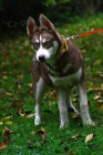 Sibi�sk� Husky