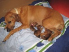 Rhod�zsk� ridgeback, �t���tka s PP
