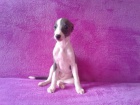 Whippet - �t���tka s PP
