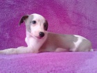 Whippet - �t���tka s PP