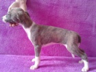 Whippet - �t���tka s PP