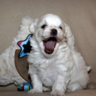 Luxusn� malt�zsk� ps�k (malt�z��ek) s PP