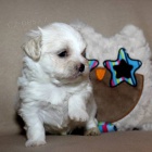 Luxusn� malt�zsk� ps�k (malt�z��ek) s PP