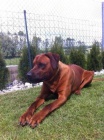 Rhod�sk� ridgeback