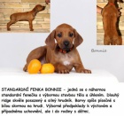 Rhod�sk� ridgeback - �t��ata s PP ihned k odb�ru