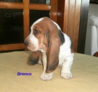 Basset hound-�t��ata