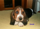 Basset hound-�t��ata