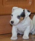 jack russell terier