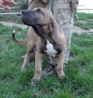 Posledn� �te�a Brazilsk� Fily na predaj