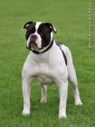  Americk� buldok - American Bulldog