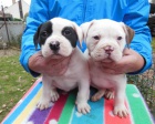  Americk� buldok - American Bulldog