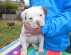  Americk� buldok - American Bulldog