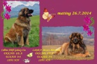 Leonberger �teniatka s PP