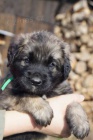 Leonberger �teniatka s PP
