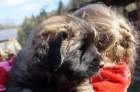 Leonberger �teniatka s PP