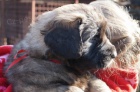 Leonberger �teniatka s PP