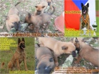 Belgick ovk malinois s PP