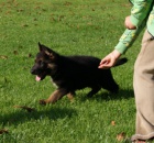 N�meck� ov��k - �t��ata s PP