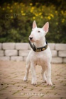 Miniaturn� bullterrier