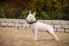 Miniaturn� bullterrier