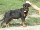 rottweiler - 1/2 ron fena s pp